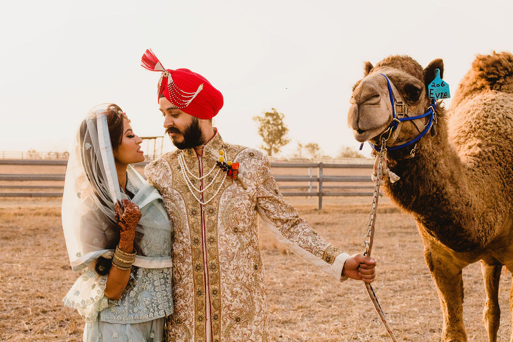 Brisbane Wedding Planner | Indian bride and groom with camel